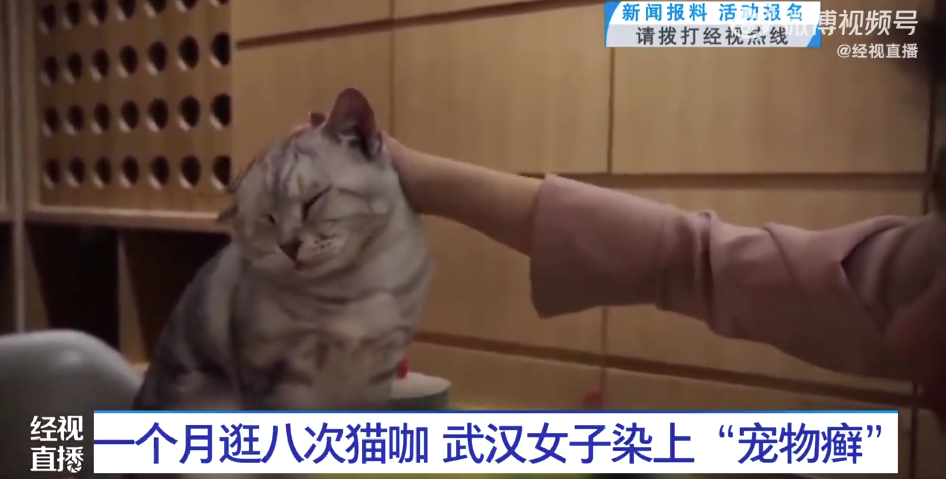 女子1个月逛8次猫咖染上宠物癣 网友：太吓人了(图1)
