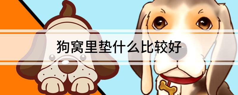 狗窝里垫什么比较好(图1)