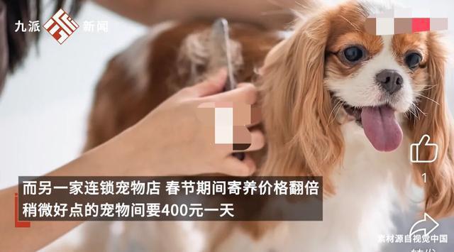 宠物酒店600元一天被抢空 春节寄养需求激增(图2)