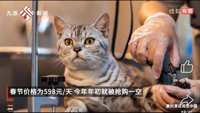 宠物酒店600元一天被抢空 春节寄养需求激增(图3)