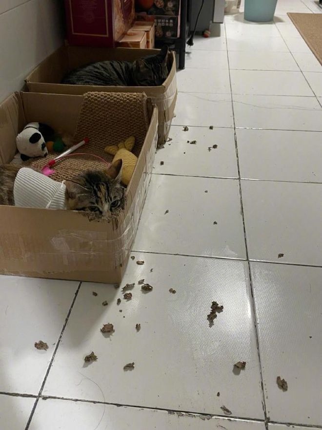小猫对纸箱不太满意亲自动嘴改造后…“这才符合猫体工学”(图1)