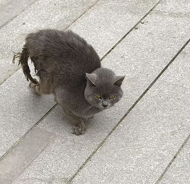 太造孽了！网上刷到一只奇形怪状的蓝猫结果真相是…(图3)